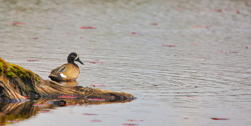 Duck swimming on lake