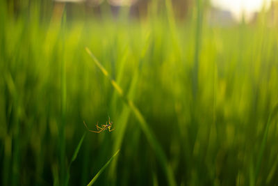 Close-up of lizard on grass