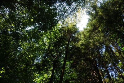 Low angle view of trees