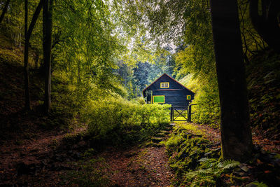 Trees in forest