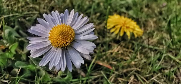 Close-up of daisy flower on field