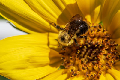 Extreme close-up of bee pollinating on flower