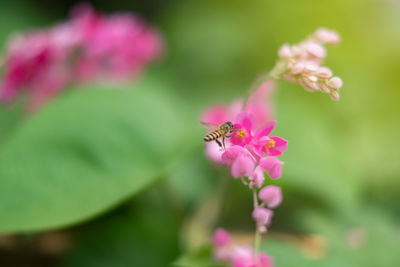 Close-up of insect on pink flower
