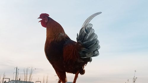 View of rooster against sky