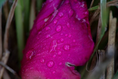 Close-up of wet red flower