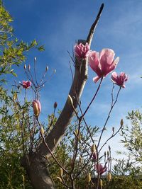 Low angle view of flowering plant against sky