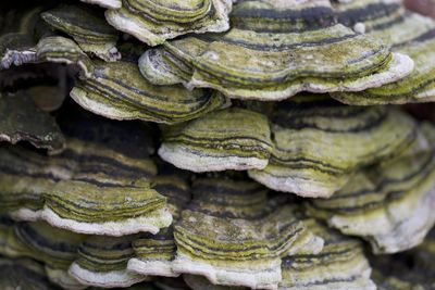 Full frame shot of stack of firewood