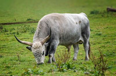 Horse grazing in field