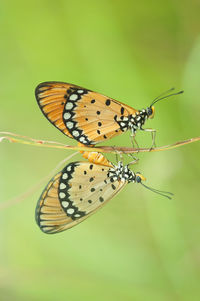 Close-up of butterfly on flower