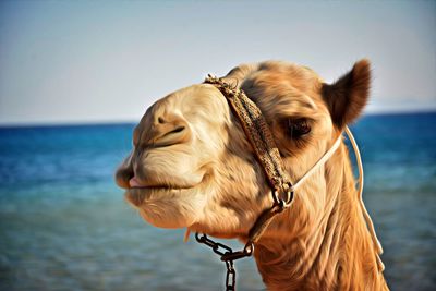 Close-up of horse in sea against sky