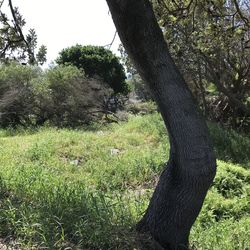 Trees growing in field