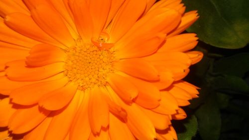 Close-up of orange flower blooming outdoors