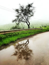 Bare tree by road against sky