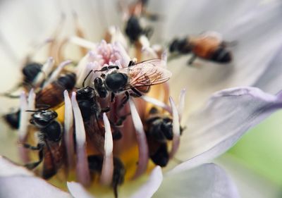 Close-up of bee pollinating on flower