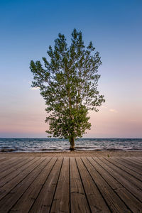 Tree by sea against sky during sunset