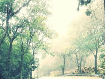 Trees in forest