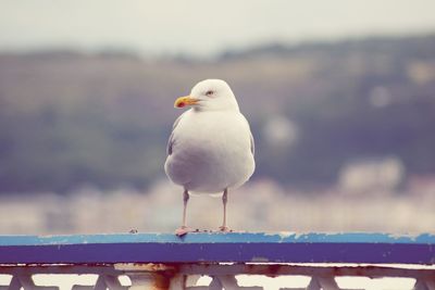 Close-up of seagull perching outdoors