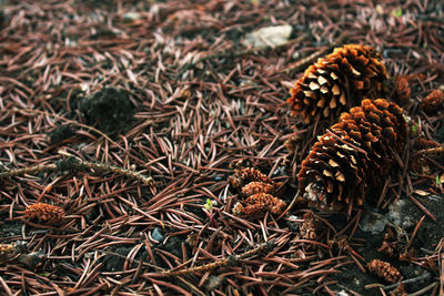 Close-up of plant on field