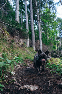 Portrait of dog in forest