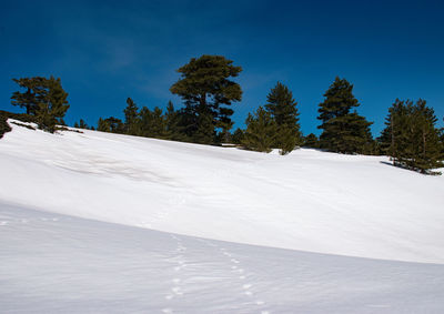 Snow covered land and trees against sky