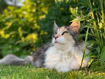 Cat looking away on field