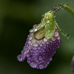 Close-up of wet purple flower