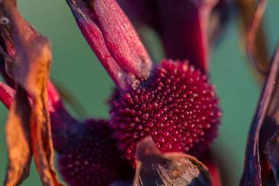 Close-up of pink flowers