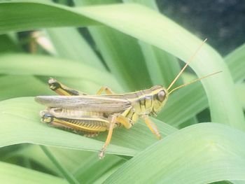 Close-up of insect on leaf