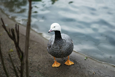 Close-up of duck