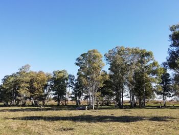 Trees on field against clear blue sky