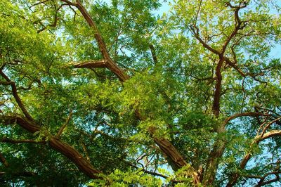 Low angle view of trees in forest