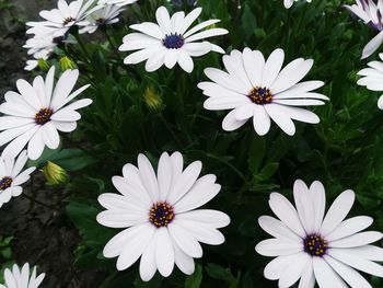 Close-up of white flowers blooming outdoors