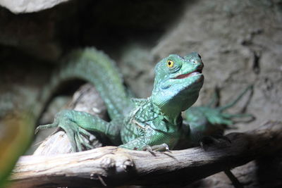 Close-up of lizard