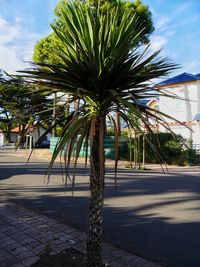 Palm trees by sidewalk in city against sky