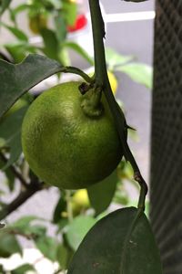 Close-up of fresh green tree
