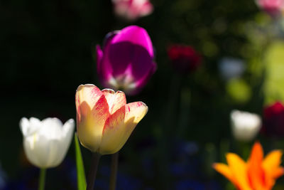 Close-up of pink tulip