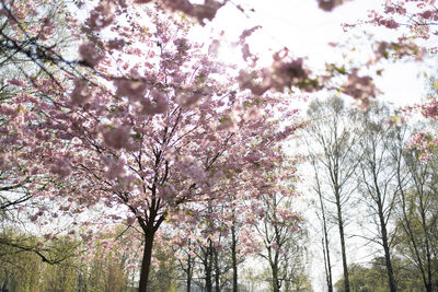 Low angle view of cherry blossoms in park