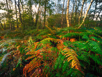 Scenic view of forest