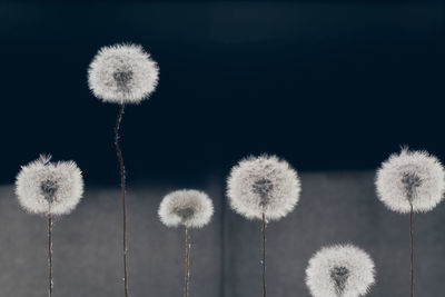 Close-up of dandelion on land