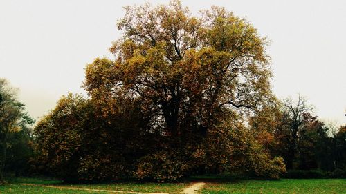 Trees against sky