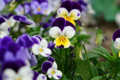 Close-up of purple flowering plants