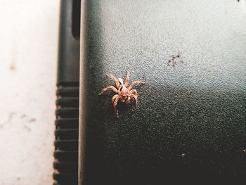 Close-up of spider on window