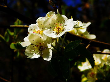 Close-up of cherry blossoms