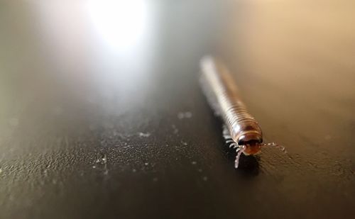 Close-up of centipede on table