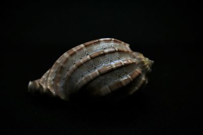 Close-up of shell over black background