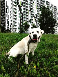 Dog in a field