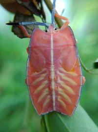 Close-up of red rose on leaf