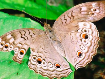 Close-up of butterfly