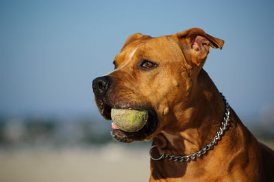 Dog carrying tennis ball in its mouth