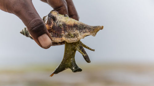 Close-up of hand holding fish